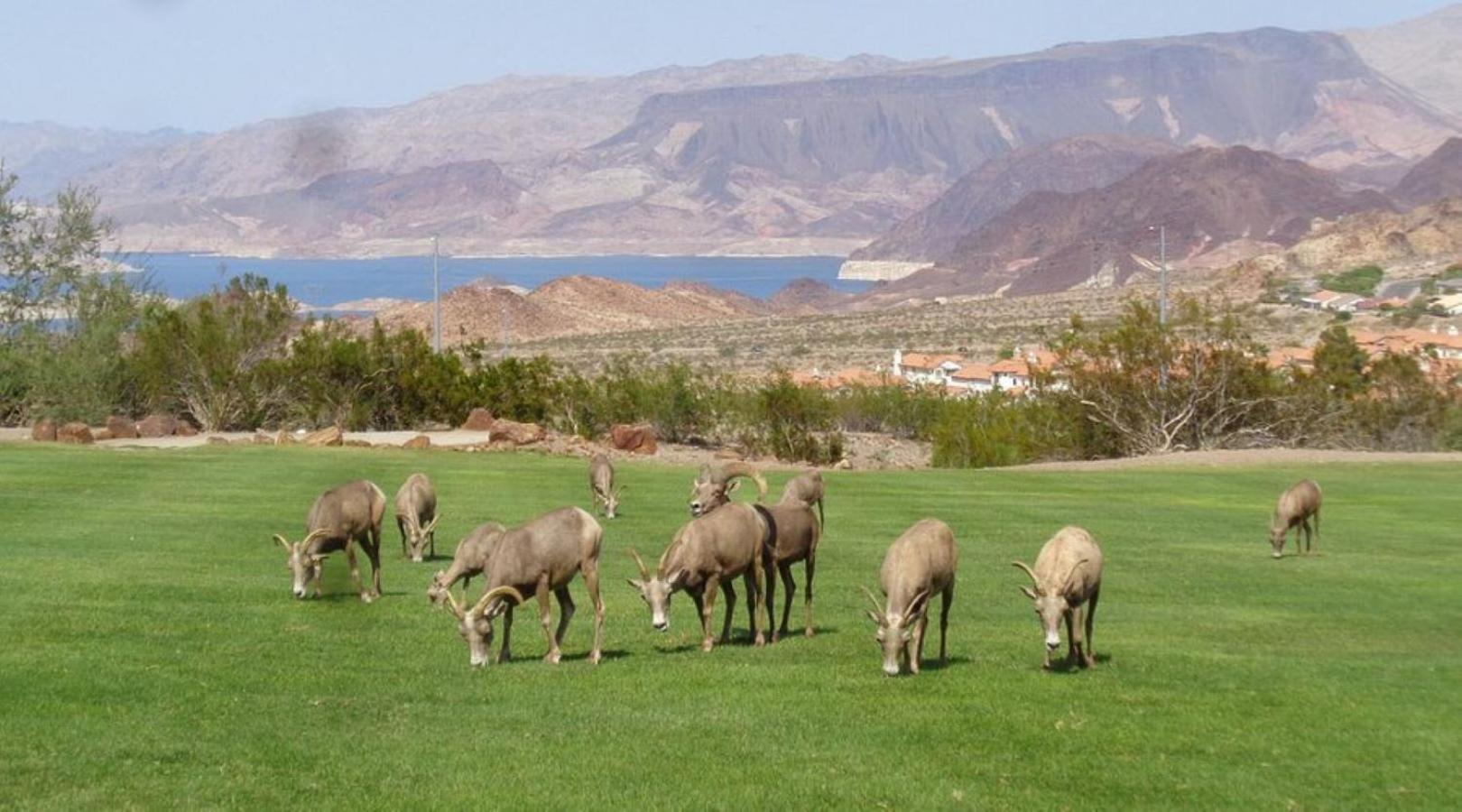 Lake Mead Inn Боулдер-Сіті Екстер'єр фото